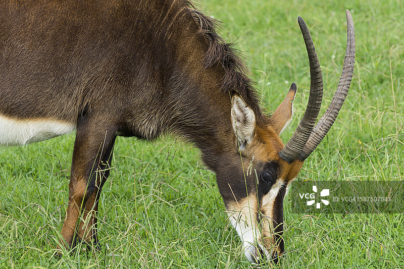 黑马羚图片素材