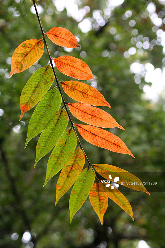 想象秋天图片素材