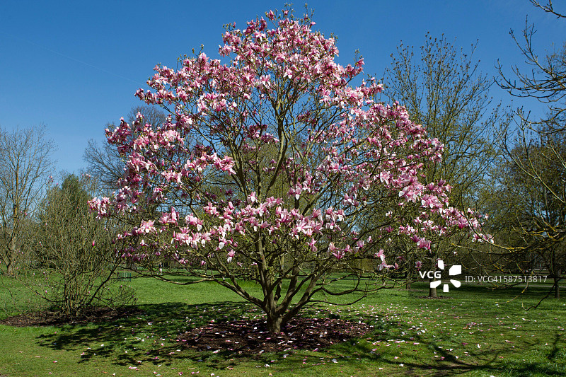 想象春天图片素材