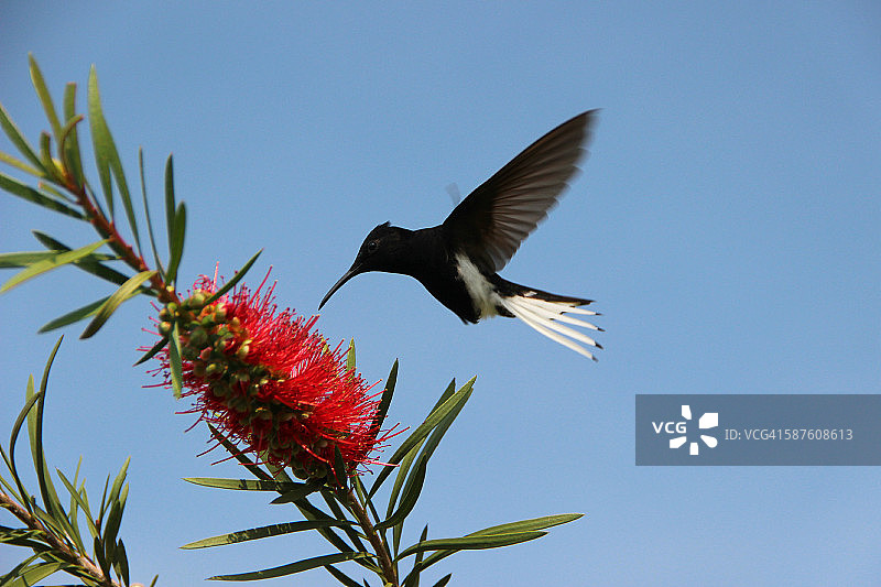 白颈蜂鸟与红花银桦图片素材