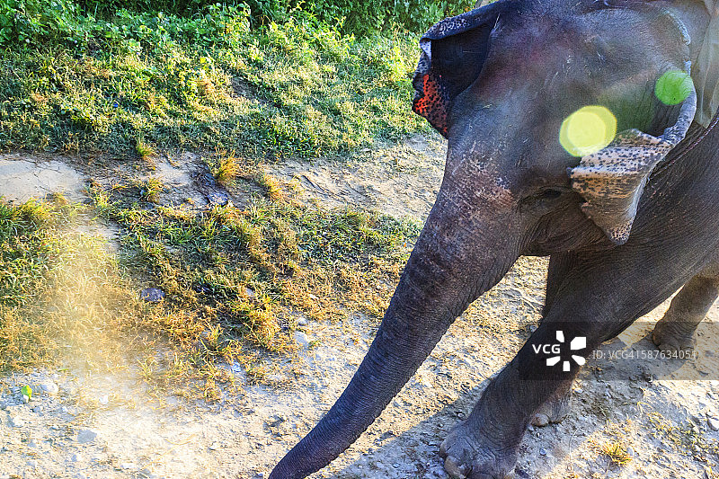 大象旅行图片素材