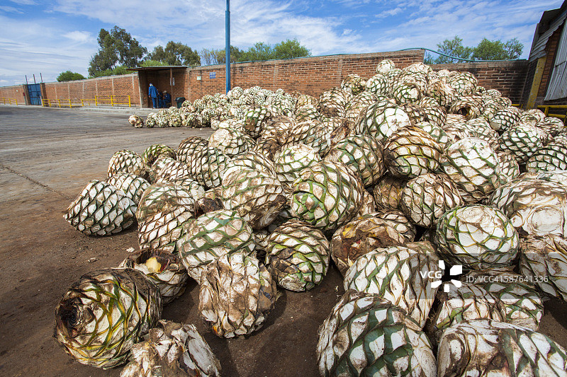 哈利斯科州赫苏斯玛丽亚的蓝色龙舌兰景观图片素材