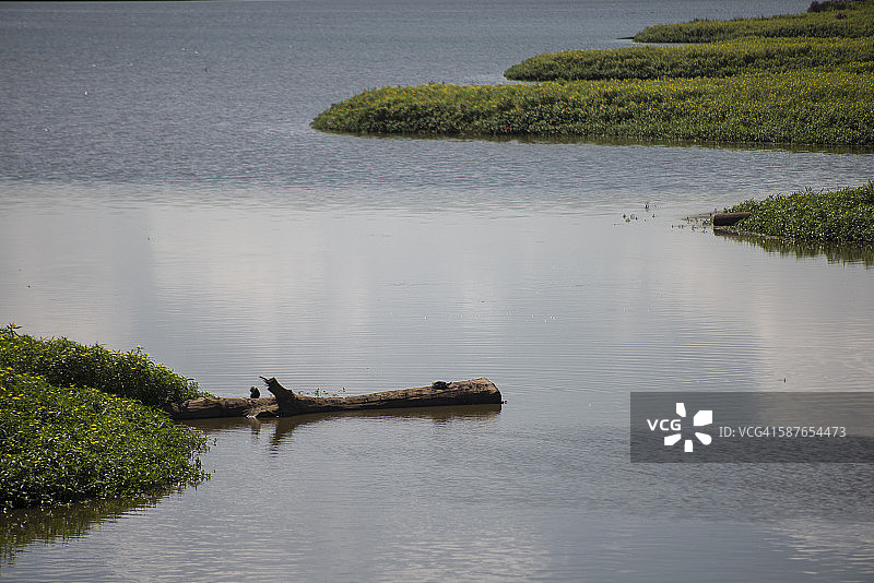奥尔克斯沼泽图片素材