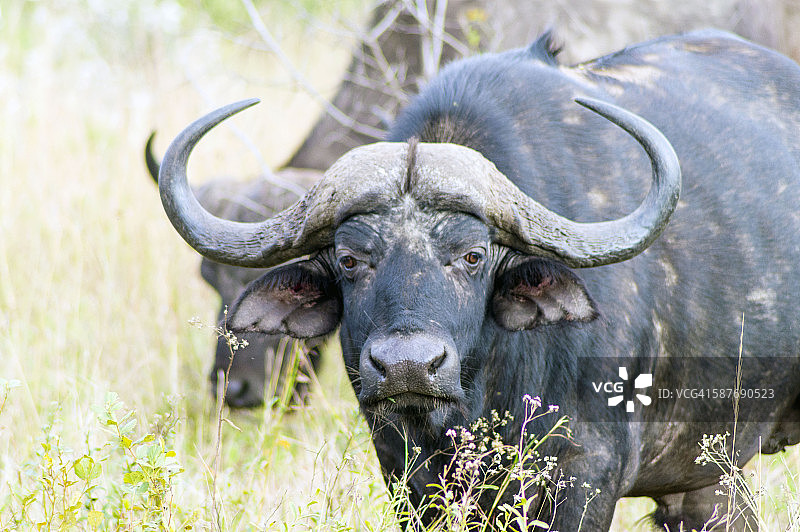 赫卢赫卢韦-伊姆弗洛兹国家公园，南部图片素材