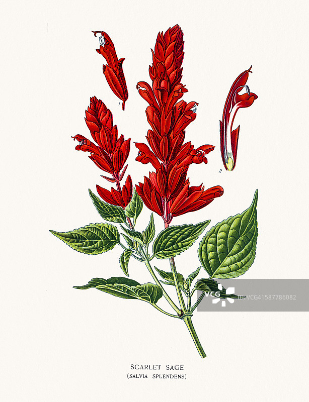 猩红鼠尾草图片素材