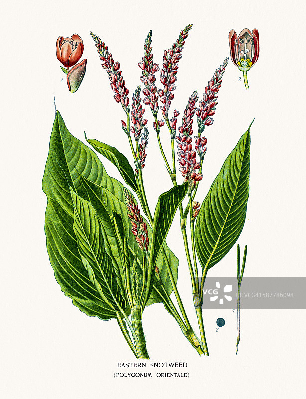 东方蓼图片素材