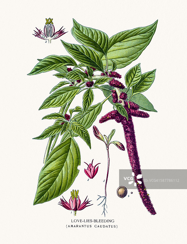 红苋菜花图片素材