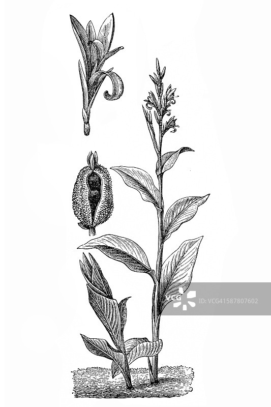 美人蕉百合图片素材