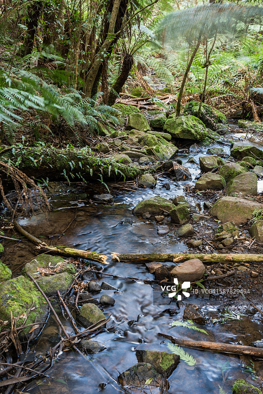 澳大利亚墨尔本丹德农山脉国家公园舍布鲁克溪图片素材
