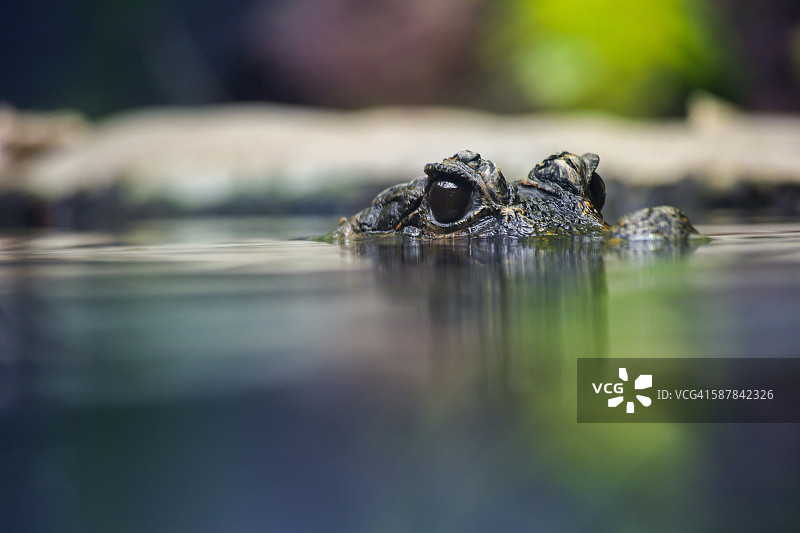 一只西非侏儒鳄的眼睛图片素材