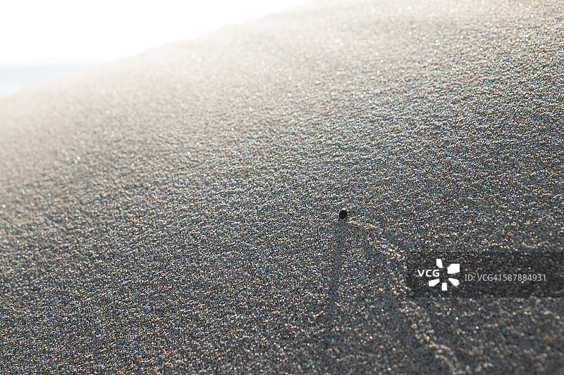 爬上沙丘的小虫子图片素材