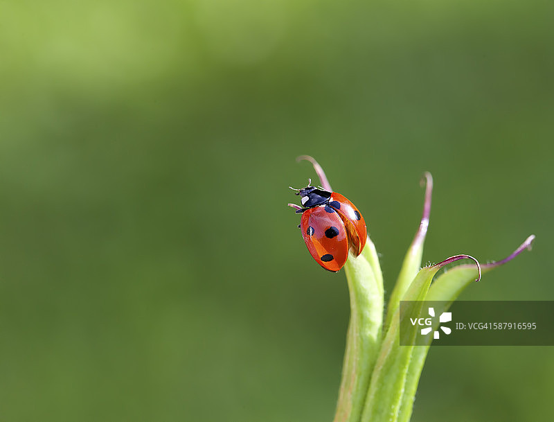 夏季瓢虫图片素材