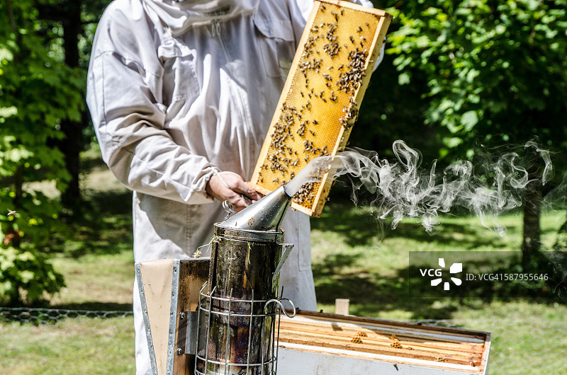 养蜂人展示蜂箱中装满蜜蜂的蜂框图片素材