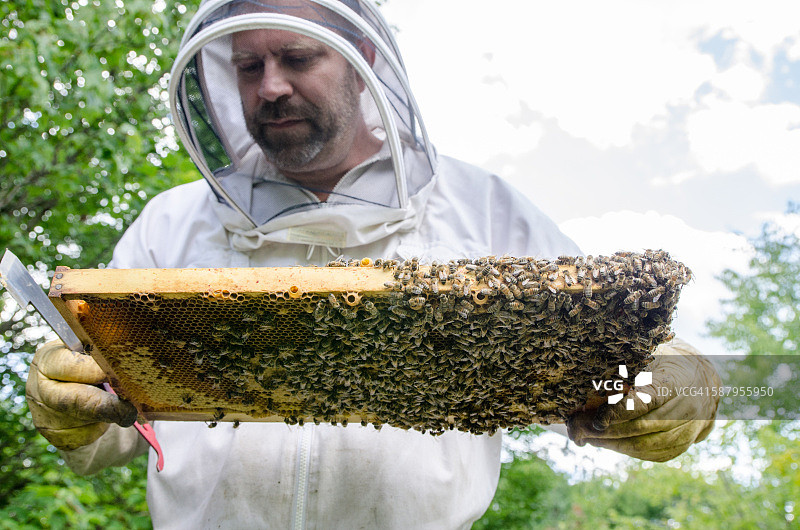 养蜂人查看充满蜜蜂的蜂箱蜂脾图片素材