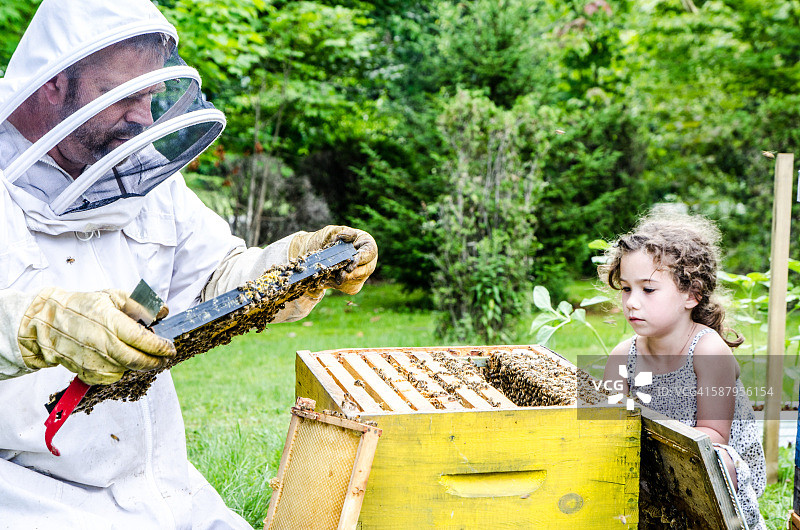 养蜂人向小女孩展示满是蜜蜂的蜂框图片素材