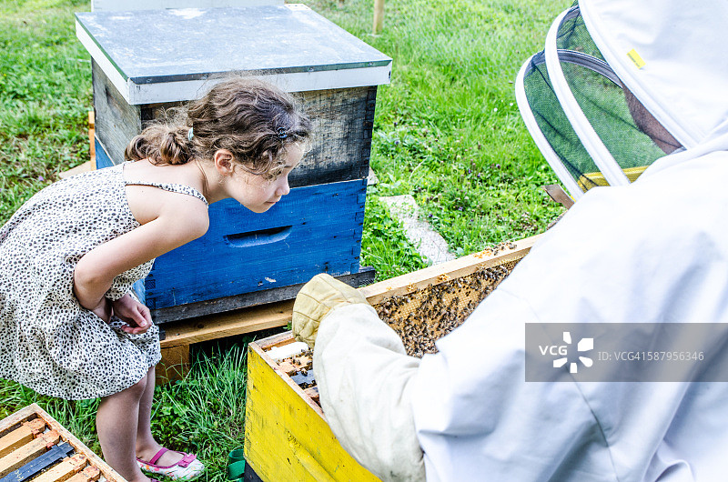 养蜂人向小女孩展示满是蜜蜂的蜂框图片素材