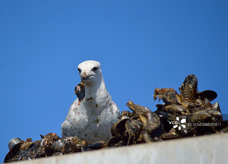 叼着贻贝的鲱鸥图片素材