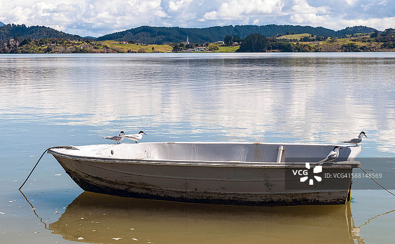 船上的燕鸥图片素材