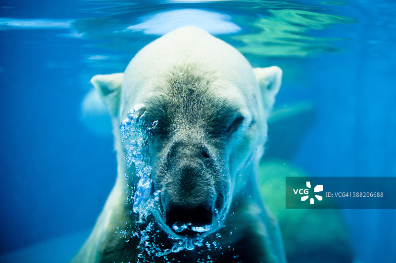 北极熊在水下呼气图片素材