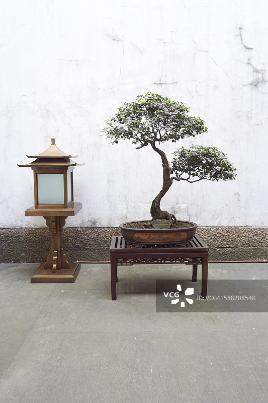 庭院里的中国榆树盆景图片素材