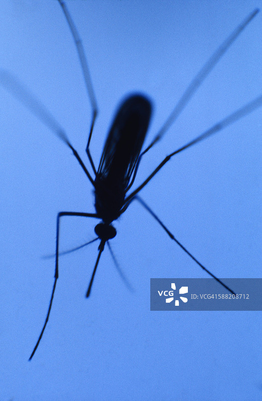 蓝色背景上的蚊子特写图片素材