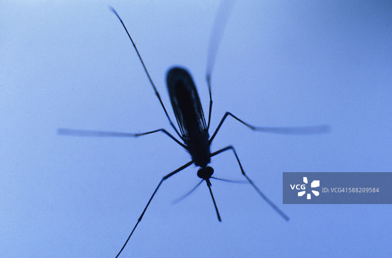 蓝色背景上的蚊子特写图片素材