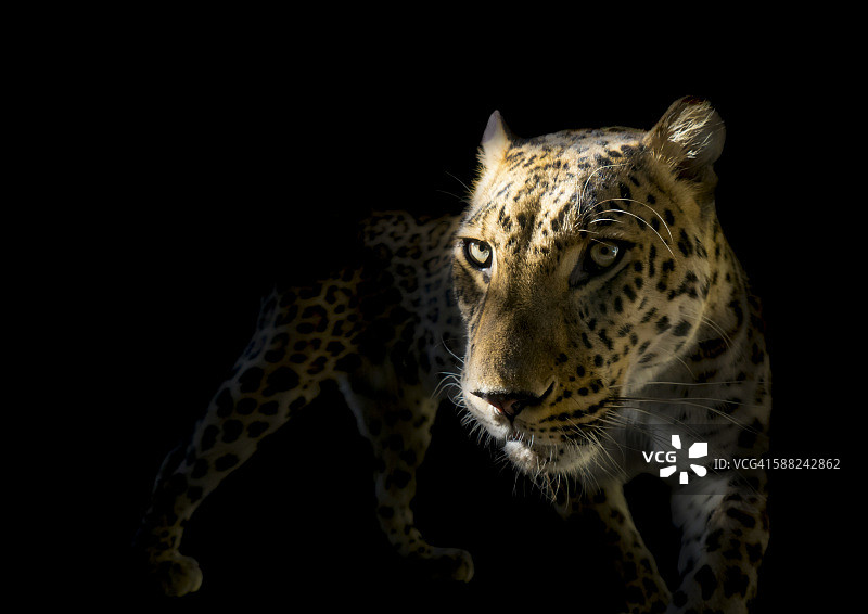 黑色背景下的豹 (Panthera pardus)图片素材