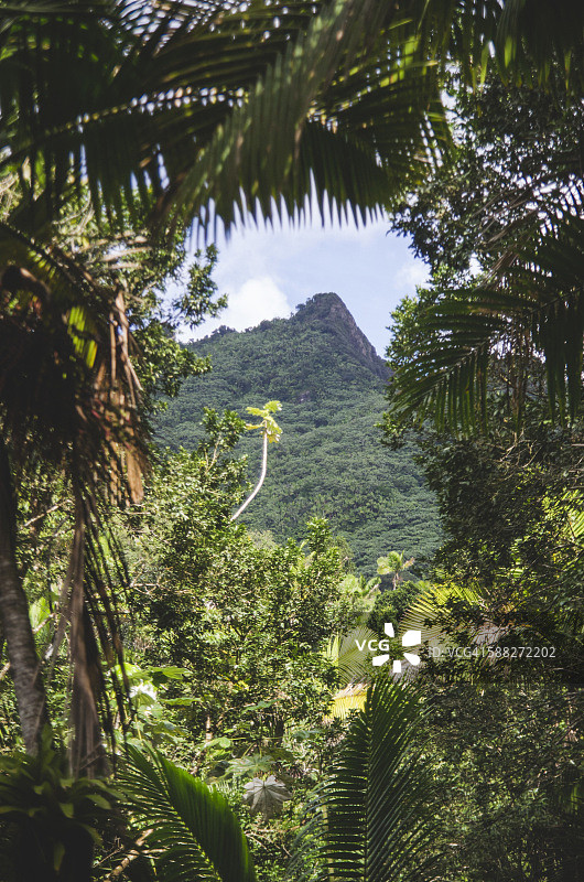 云雀雨林山峰的树枝，波多黎各图片素材