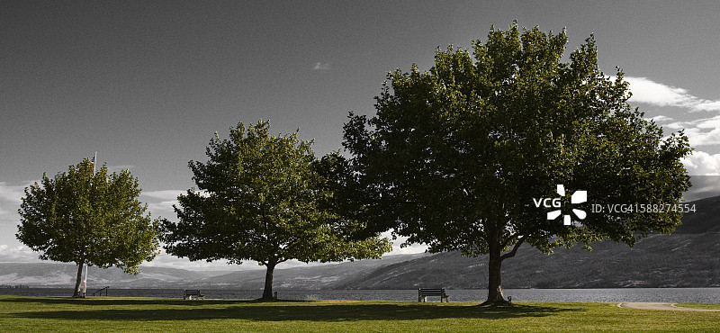 三棵树图片素材