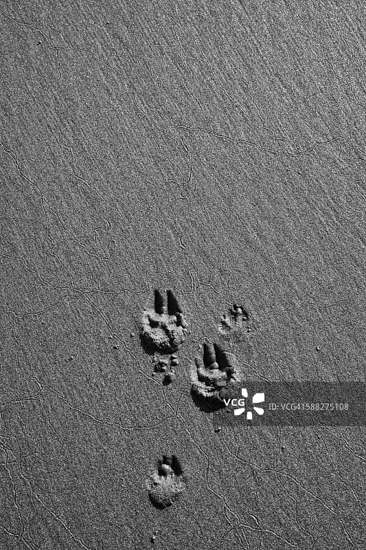 沙滩上的狗爪印图片素材