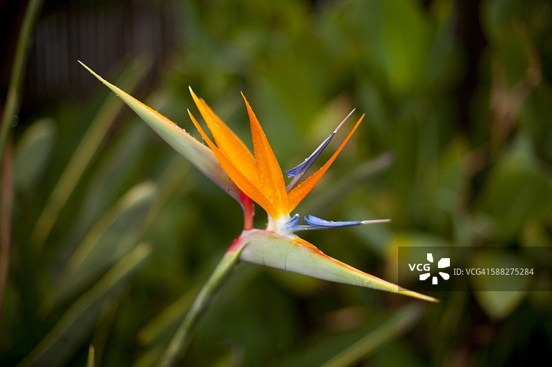 盛开的天堂鸟图片素材