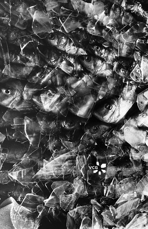 冰上的鱼图片素材