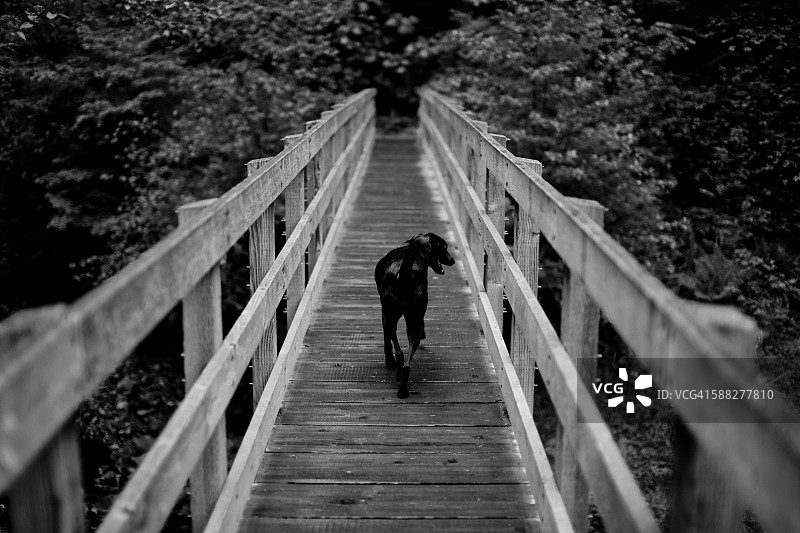 穿过森林木桥的黑狗图片素材