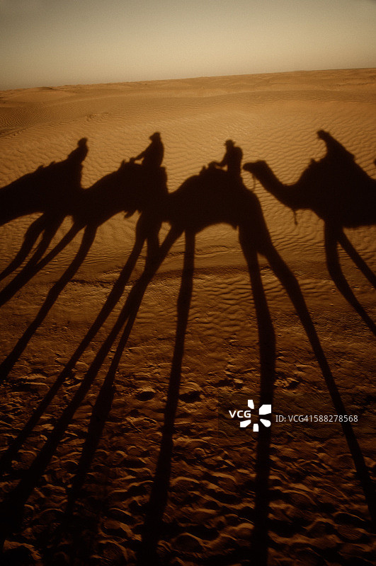 沙丘上的骆驼影子图片素材