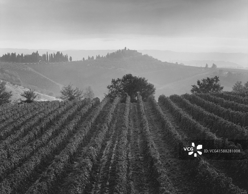 意大利圣吉米尼亚诺的葡萄园行图片素材