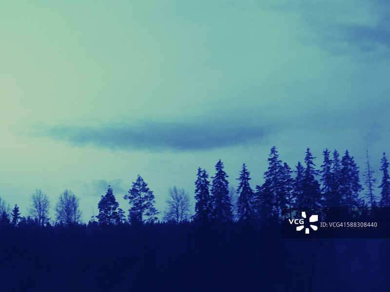 冬季天空下的常绿树剪影图片素材