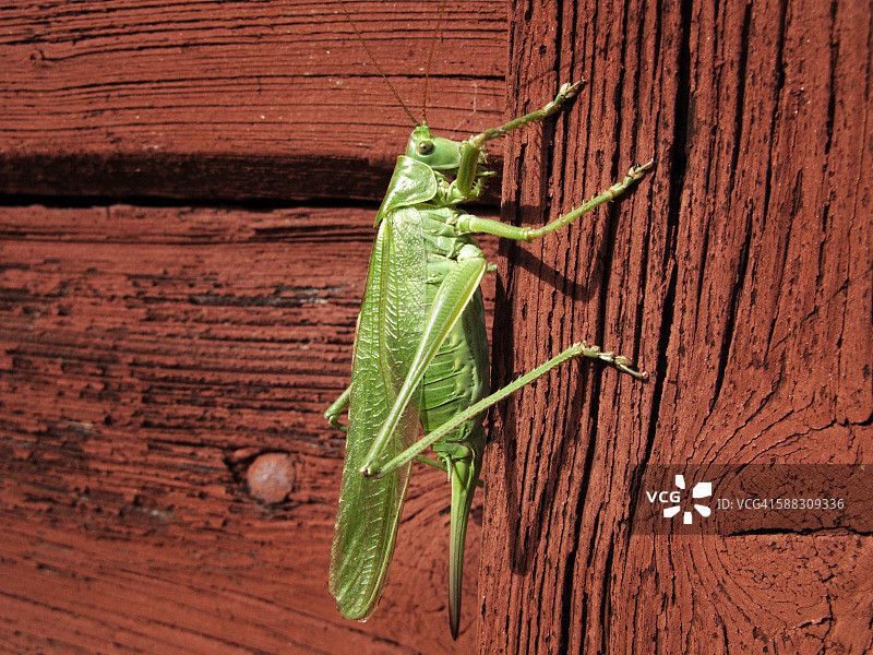 攀爬墙壁的绿色蚱蜢图片素材