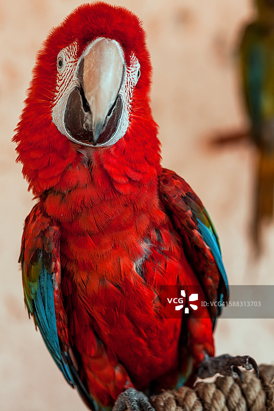 金刚鹦鹉图片素材