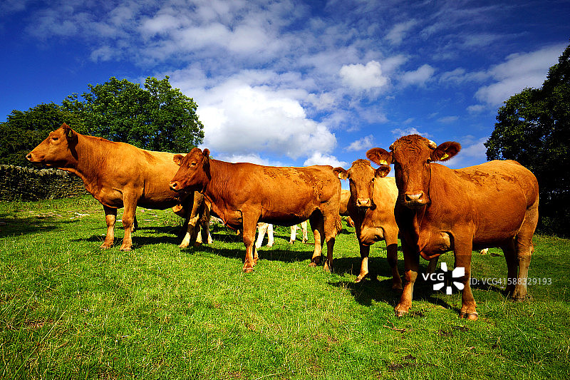 威尔士黑山，吃草的牛群图片素材