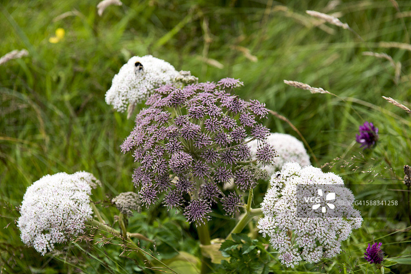 苏格兰高地威克镇的赫拉克勒姆花图片素材