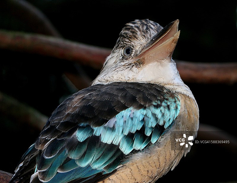 蓝翅笑翠鸟图片素材