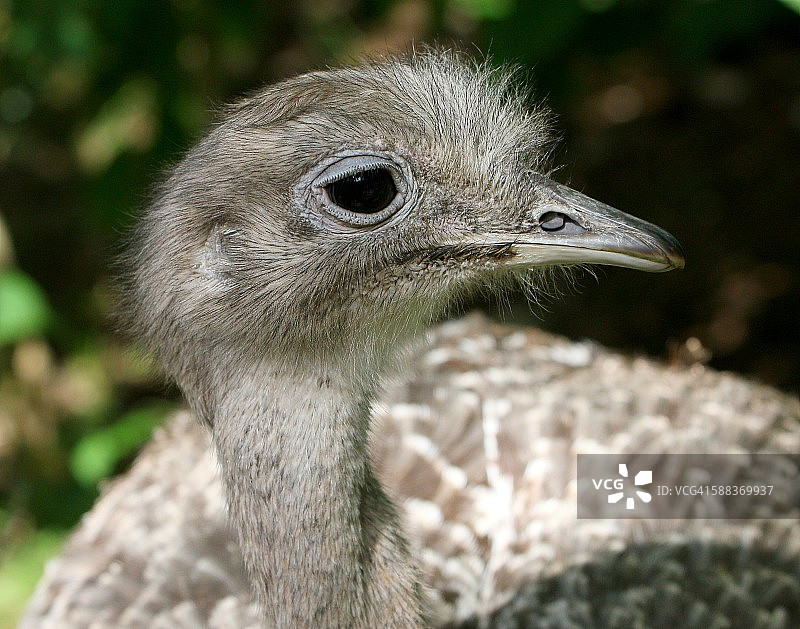 达尔文小美洲鸵肖像图片素材