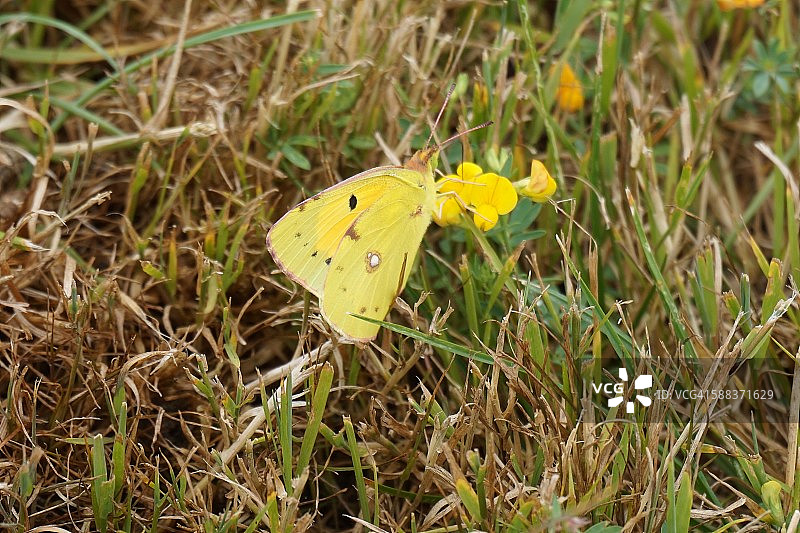 西班牙淡色硫磺蝴蝶图片素材