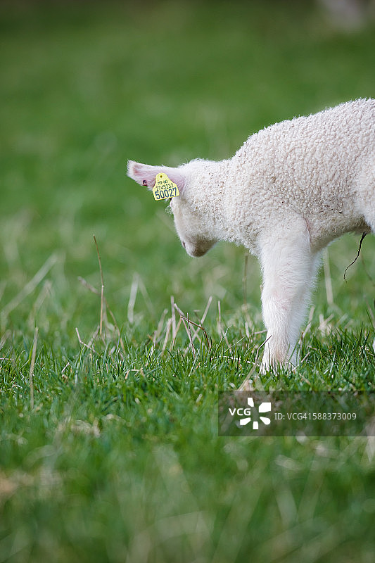 看着地面的小羊羔图片素材