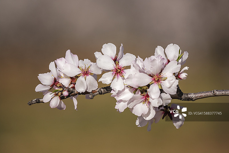 杏花，拉里奥哈，西班牙图片素材