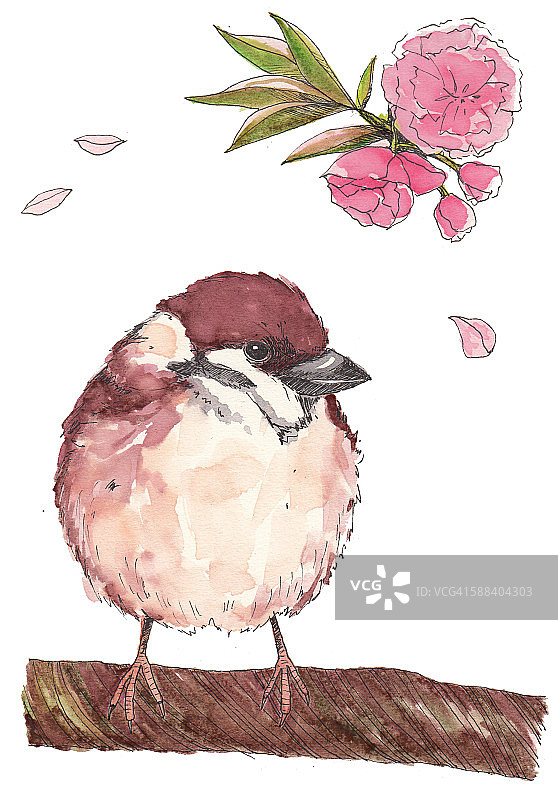 麻雀与花，鸟类插画图片素材