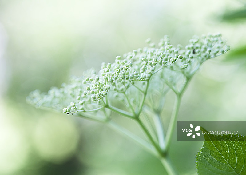 接骨木果特写图片素材