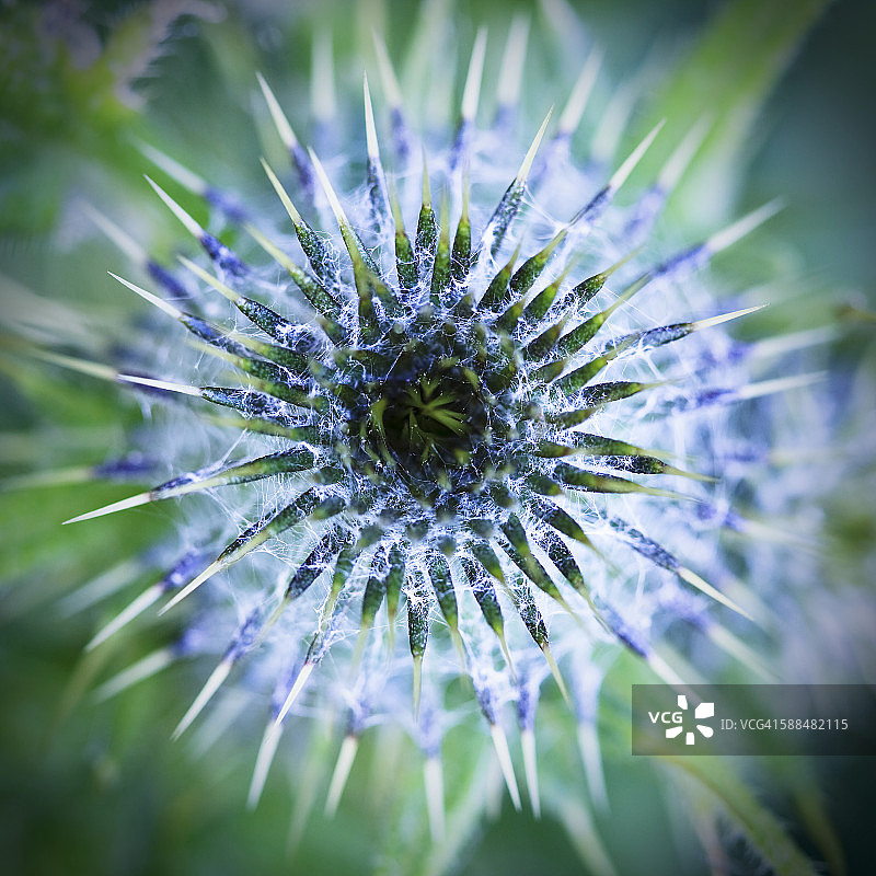仙人掌花蕾，特写镜头图片素材