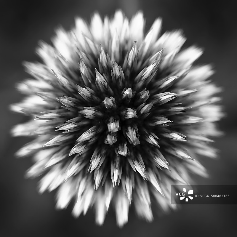 花苞，特写图片素材