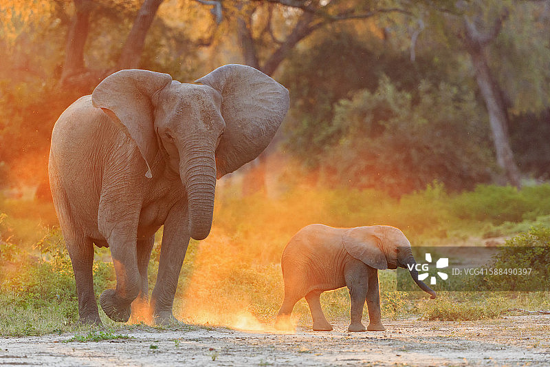 非洲津巴布韦马纳潭国家公园：母象和小象图片素材